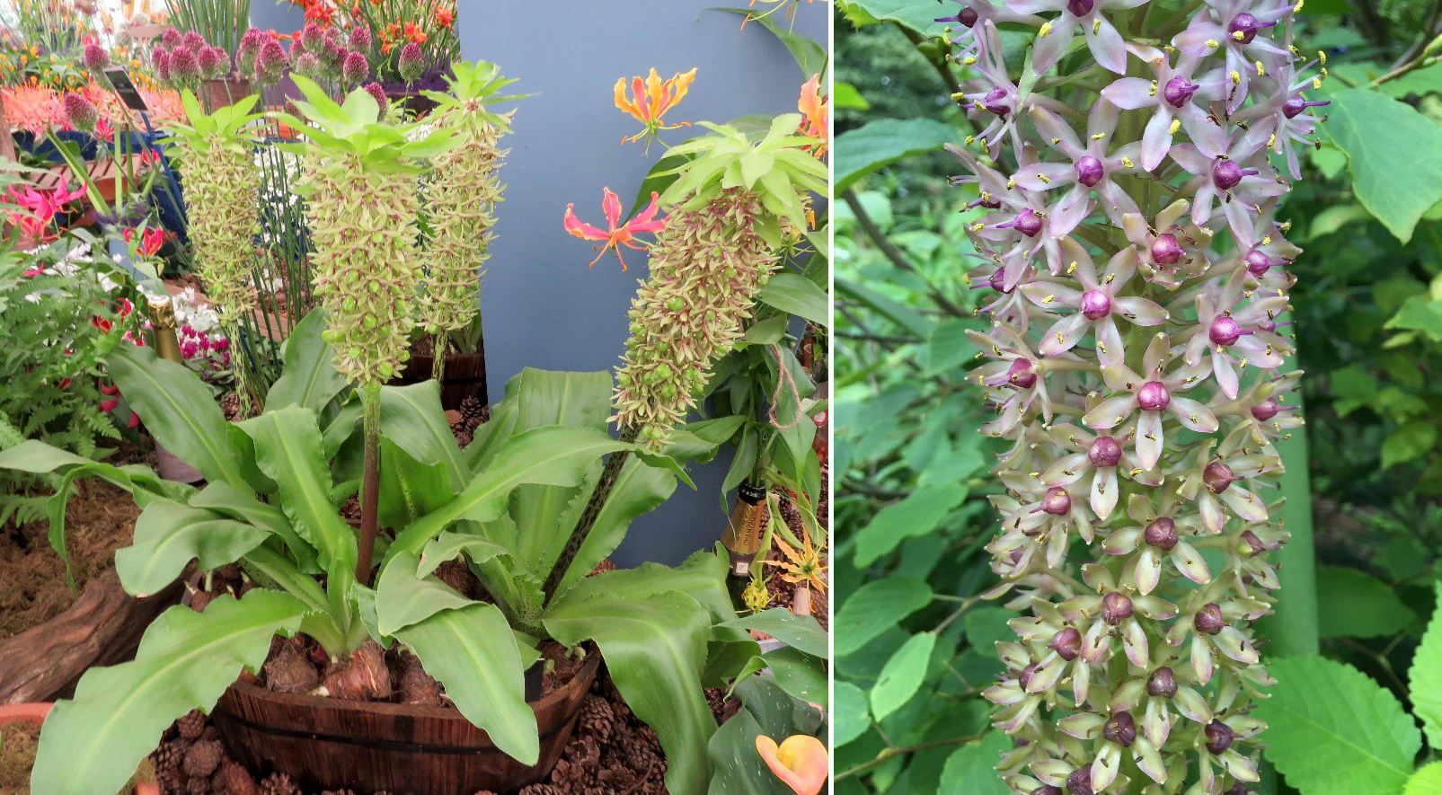 Pineapple lily